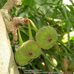 Location: Balboa Park, San Diego, Ca
Date: 2013-08-16
Fruit of Roxburgh Fig (Ficus auriculata)