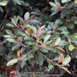 Location: San Diego, Ca
Date: 2015-01-09
Leaves - Ficus macrophylla