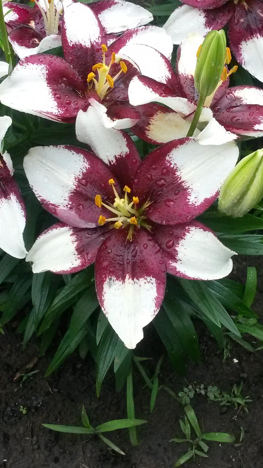 Photo of Lily (Lilium Lily Looks™ Tiny Padhye) uploaded by thomasjones2266