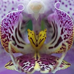 Location: Hausermann's Orchid Greenhouse  Villa Pk, IL
Date: 2012-02-24