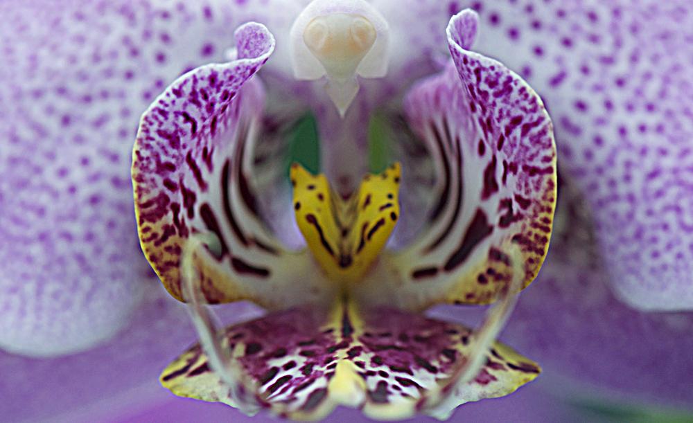 Photo of Moth Orchid (Phalaenopsis) uploaded by Fleur569
