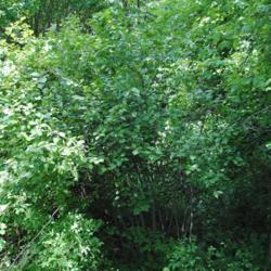 Location: Strubel Park in southeast Pennsylvania
Date: 2015-08-07
wild Smooth Arrowwood on woodland edge