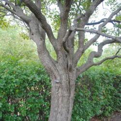 Location: Cantigny Park in Wheaton, IL
Date: 2016-07-21
trunk of the tree form of Nannyberry