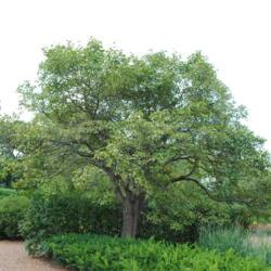 Location: Cantigny Park in Wheaton, IL
Date: 2016-07-21
a tree form of Nannyberry, largest I've seen