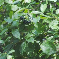 Location: Strubel Lake in southeast PA
Date: 2015-08-07
foliage and fruit of a wild plant
