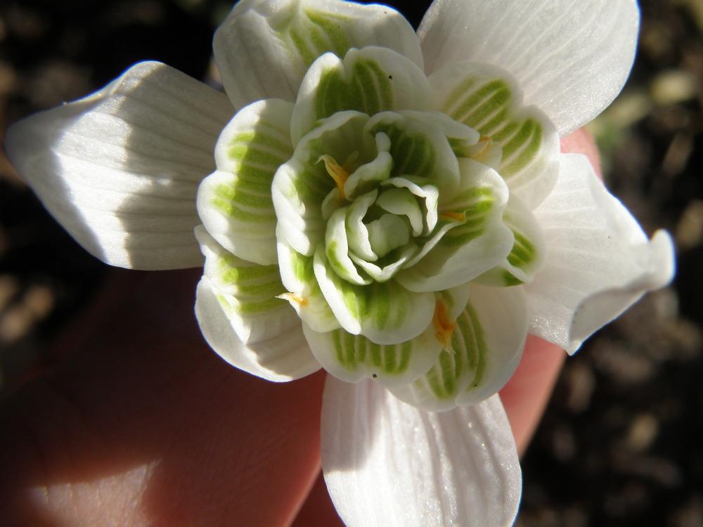 Photo of Double Common Snowdrop (Galanthus nivalis 'Flore Pleno') uploaded by IrisLilli