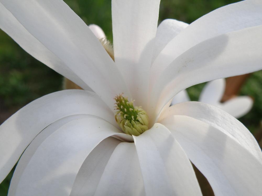 Photo of Star Magnolia (Magnolia stellata) uploaded by IrisLilli