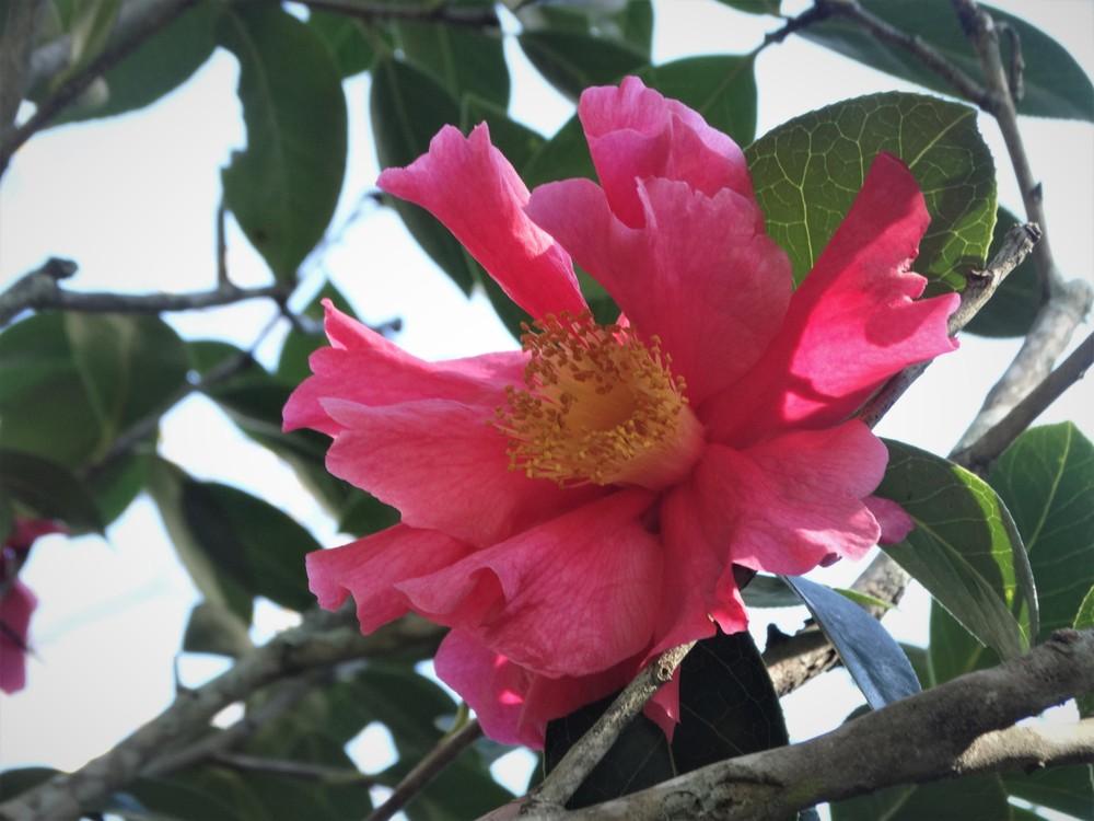 Photo of Camellias (Camellia) uploaded by carolem