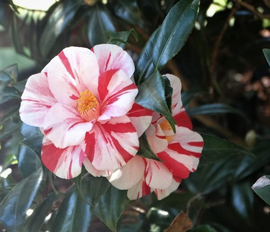 Photo of Camellias (Camellia) uploaded by carolem