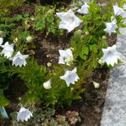 Location: Nora's Garden - Castlegar, B.C. 
Date: 2015-07-28
11:50 am. Many blossoms - a lovely white for the garden.