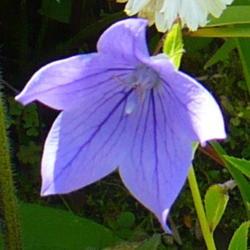 Location: Nora's Garden - Castlegar, B.C. 
Date: 2016-07-27
12:50 pm. Strong blue veins stand out.
