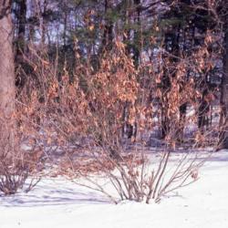 Location: Morton Arboretum in Lisle, Illinois
Date: winter in 1980's
two shrubs in winter