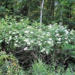 Location: French Creek State Park in southeast Pennsylvania
Date: 2015-06-10
wild shrubs in bloom in swampy area