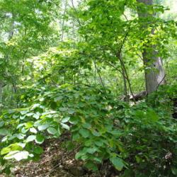 Location: near Wilmington, Delaware
Date: 2010-06-30
wild shrub in woods