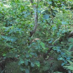 Location: near Downingtown, Pennsylvania
Date: 2012-06-10
wild shrub in forest