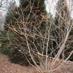 Location: Tyler Arboretum in southeast PA
Date: 2012-02-15
shrub in bloom