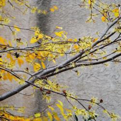 Location: near West Chester, Pennsylvania
Date: 2015-11-02
yellow blooms, branches, a few leaves