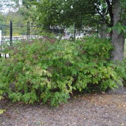 Location: Cosley Zoo in Wheaton, Illinois
Date: 2014-08-19
some shrubs in summer