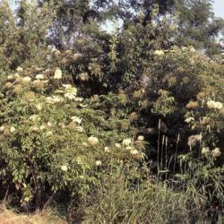 Location: Batavia, Illinois
Date: July in 1980's
wild shrubs in bloom in swampy spot