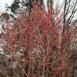 Location: Tyler Arboretum in southeast PA near Media
Date: 2012-02-15
upper shrub of the cultivar 'Carnea' with reddish flowers