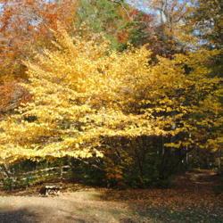 Location: Tyler Arboretum in southeast PA near Media
Date: 2012-10-24
old huge specimen in autumn color