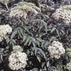 Location: Batavia, Illinois
Date: July in 1980's
close-up of flower clusters and foliage