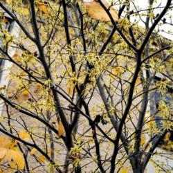 Location: near West Chester, Pennsylvania
Date: 2015-11-02
yellow blooms in branches