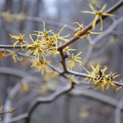 Location: near Downingtown, Pennsylvania
Date: 2011-11-20
yellow flowers of a wild shrub along woods