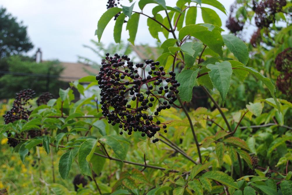 Photo of American Elderberry (Sambucus canadensis) uploaded by ILPARW