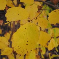 Location: West Chester, Pennsylvania
Date: 2010-10-25
close-up of autumn leaves