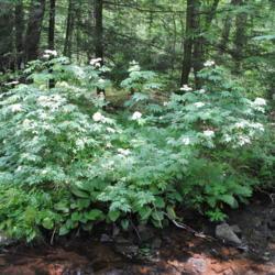 Location: French Creek State Park in southeast Pennsylvania
Date: 2010-06-12
wild shrub in bloom above stream