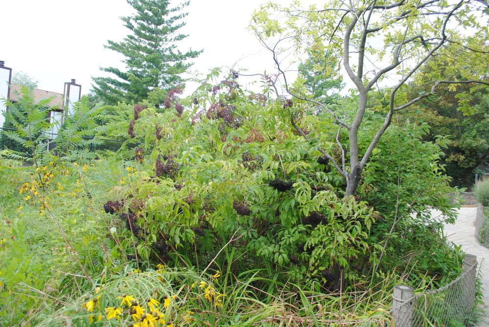 Photo of American Elderberry (Sambucus canadensis) uploaded by ILPARW