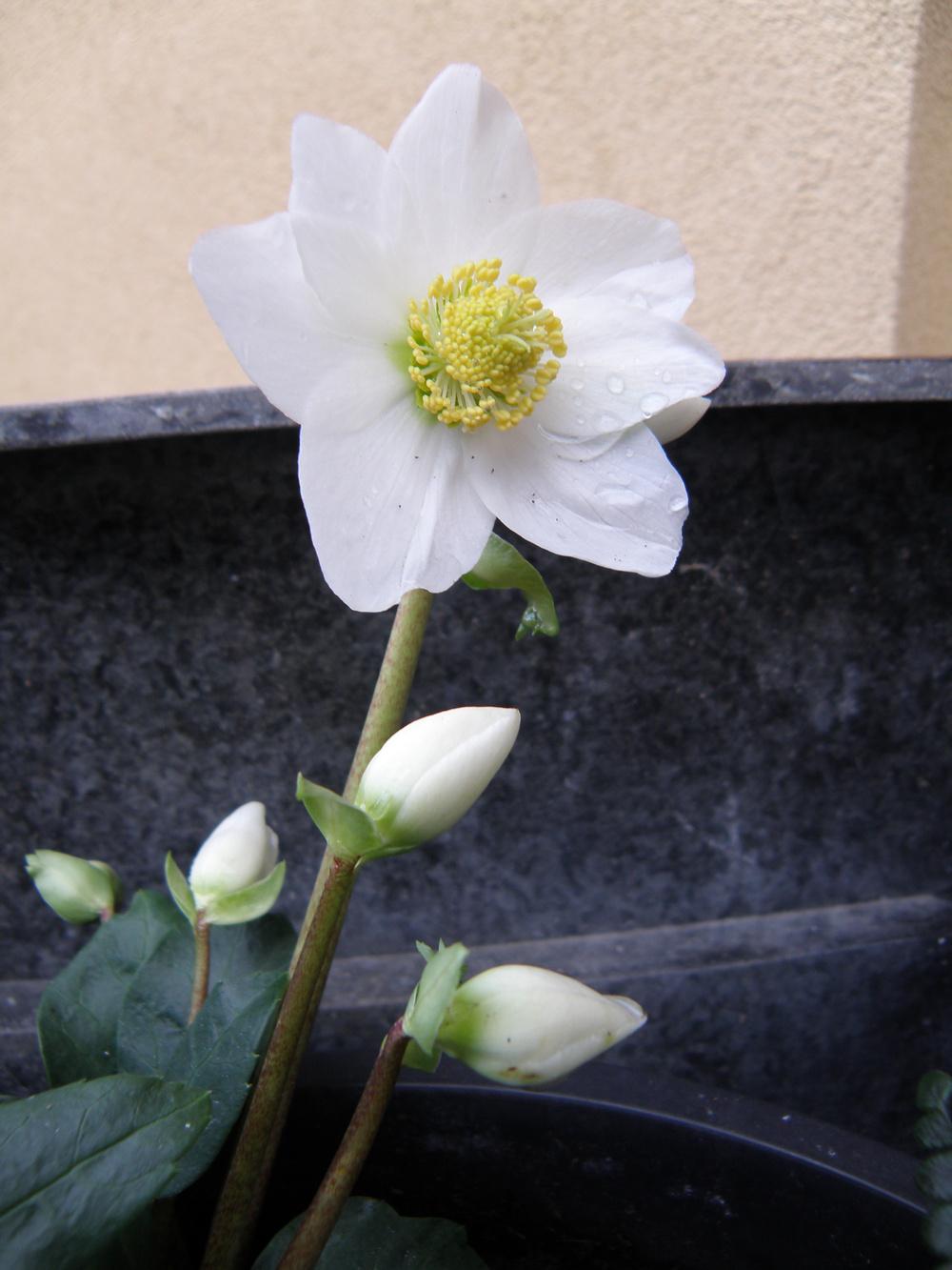 Photo of Christmas Rose (Helleborus niger) uploaded by IrisLilli