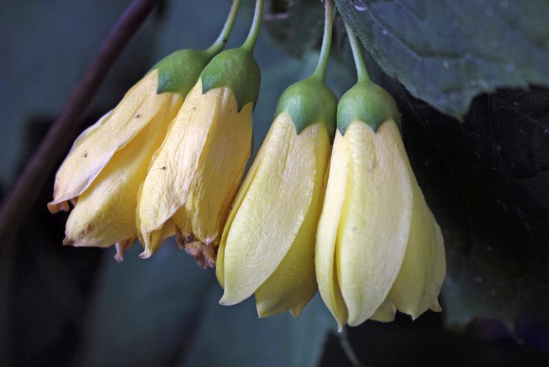 Photo of Yellow Wax Bells (Kirengeshoma palmata) uploaded by RuuddeBlock
