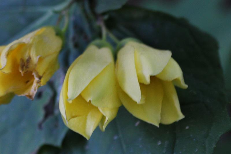 Photo of Yellow Wax Bells (Kirengeshoma palmata) uploaded by RuuddeBlock
