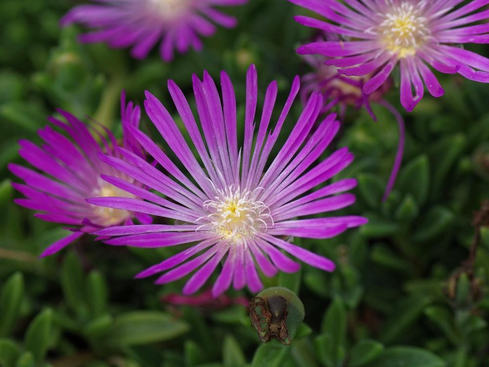 Photo of Ice Plant (Delosperma obtusum Table Mountain®) uploaded by dirtdorphins