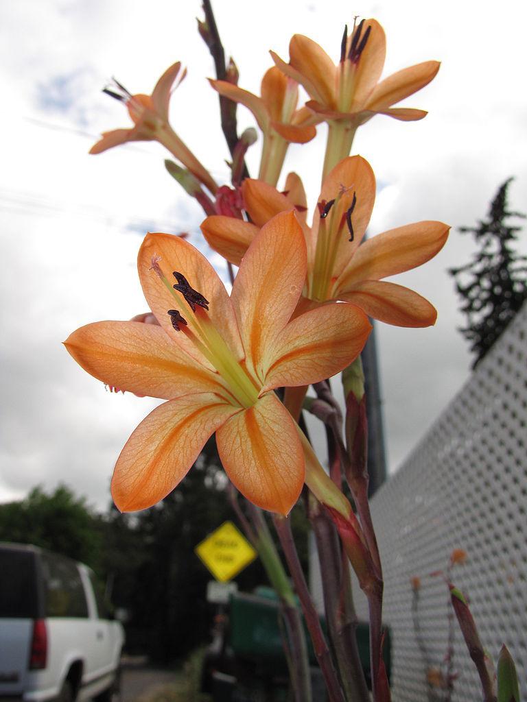 Photo of Bulbil Bugle Lily (Watsonia meriana) uploaded by eclayne