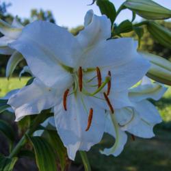 Location: Clinton, Michigan 49236
Date: 2017-07-29
"Lilium 'Casa Blanca', 2017, [Oriental Hybrid Lily] (O-Wh), LIL-e