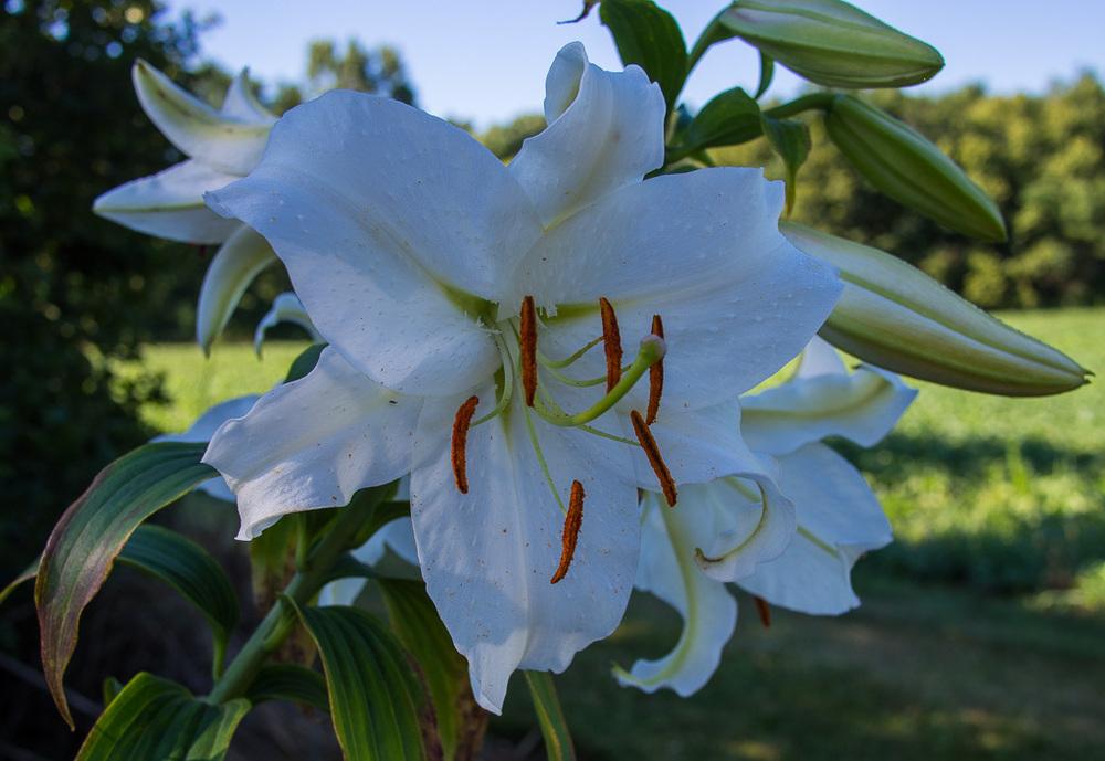 Photo of Oriental Lily (Lilium 'Casa Blanca') uploaded by frankrichards16