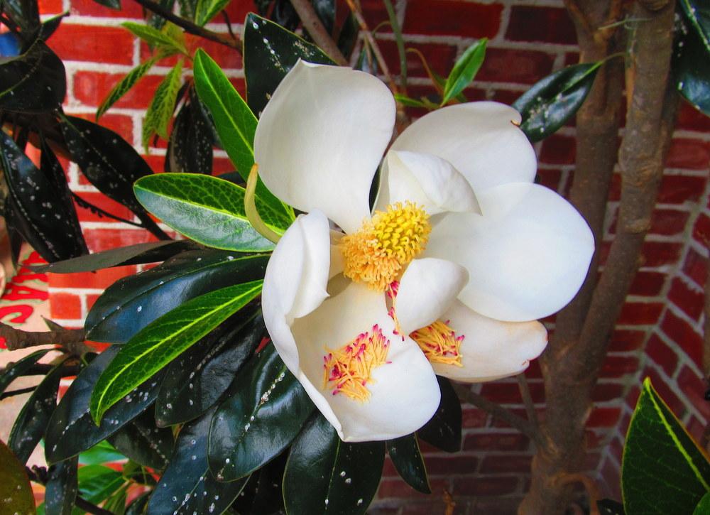 Photo of Southern Magnolia (Magnolia grandiflora) uploaded by jmorth