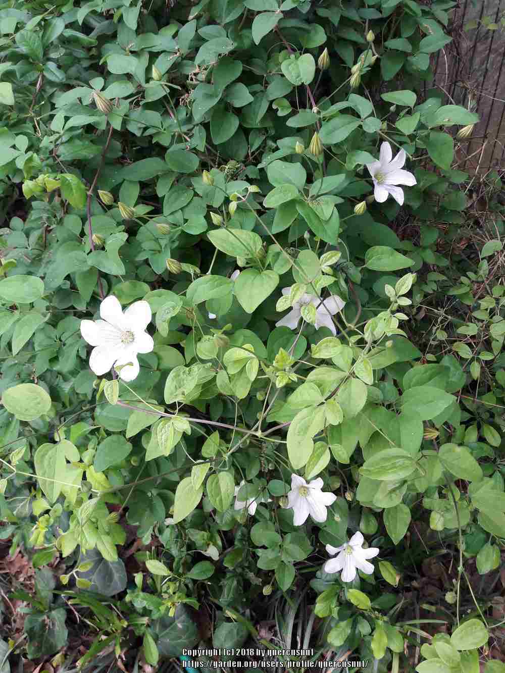 Photo of Clematis (Clematis viticella 'Huldine') uploaded by quercusnut