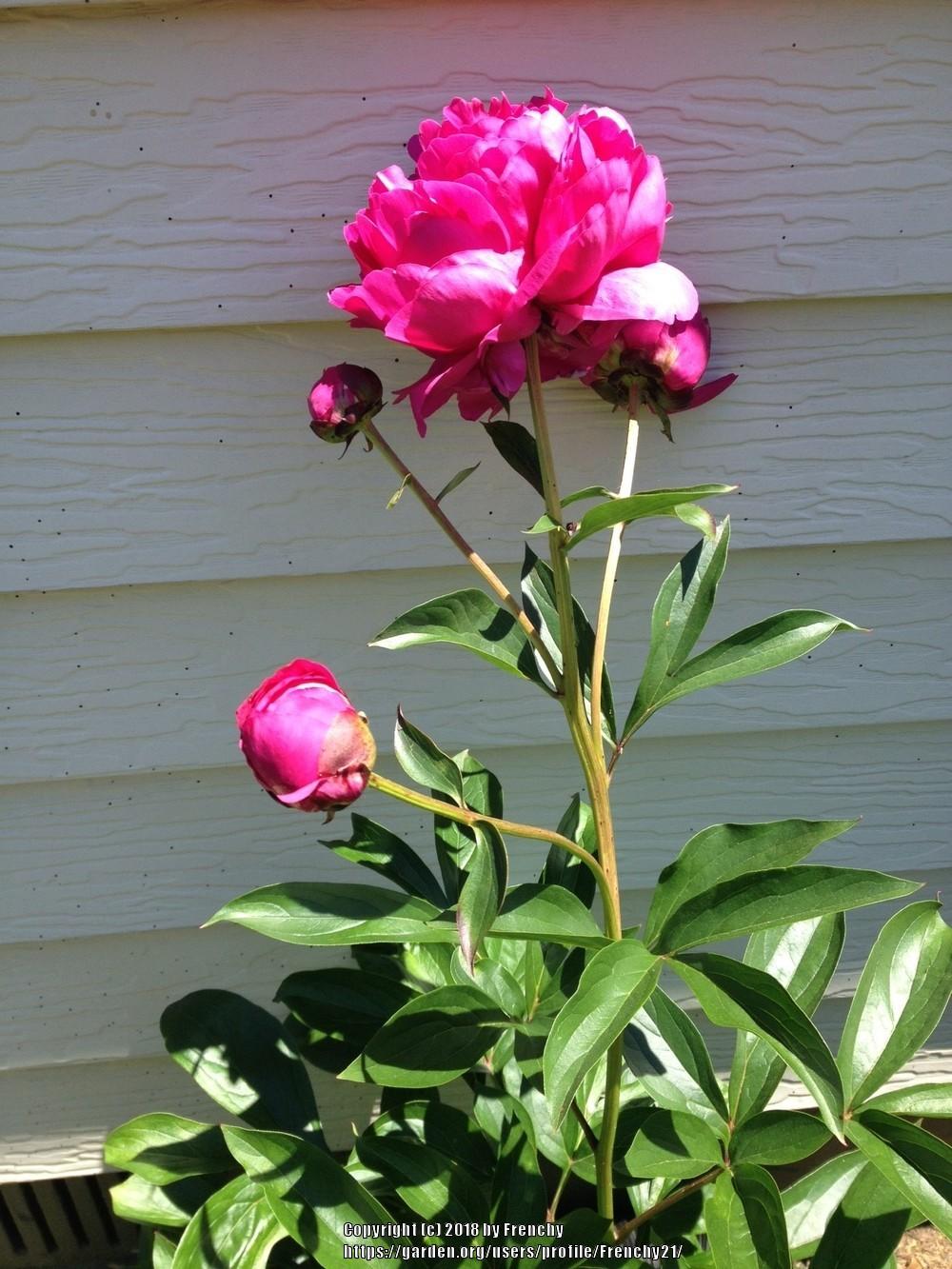 Photo of Peonies (Paeonia) uploaded by Frenchy21