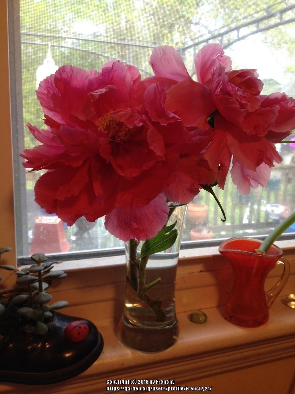 Photo of Peonies (Paeonia) uploaded by Frenchy21
