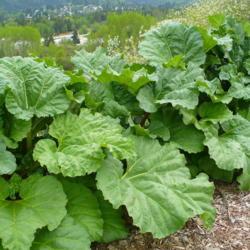 Location: Nora's Garden - Castlegar, B.C. 
Date: 2017-05-11
1:57 pm. Lovely, mouth puckering, delicious Rhubarb.