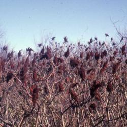 Location: Glen Ellyn, Illinois
Date: winter in 1980's
winter stems and fruit clusters