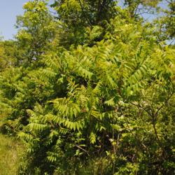 Location: Downingtown, Pennsylvania
Date: 2015-05-25
shrub in summer near other woody plants