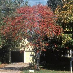 Location: Glen Ellyn, Illinois
Date: October in 1980's
a tree form in autumn color