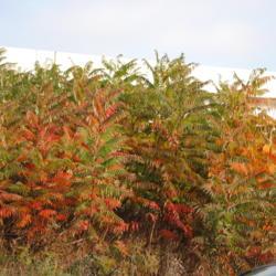 Location: Exton, Pennsylvania
Date: 2010-10-25
a colony along highway starting to color for fall