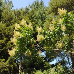 Location: Jenkins Arboretum in southeast Pennsylvania
Date: 2016-08-07
creamy flower spikes