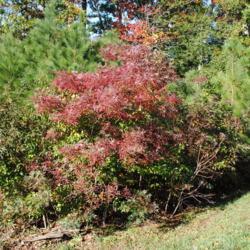 Location: Rehoboth Beach, Delaware
Date: 2011-10-30
maturing shrub in autumn color